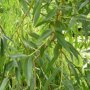 Salix alba 'Vitellina'